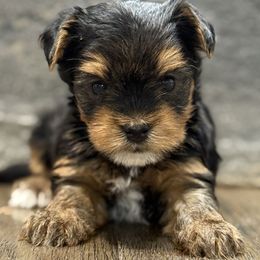 Dallas - Black and tan male Yorkshire Terrier puppy in Lebanon, Kentucky from Mosaic Merle Doodles