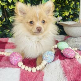 Kyra - Cream female Pomeranian puppy in Buck Valley, Pennsylvania from Buck Valley Pomeranians