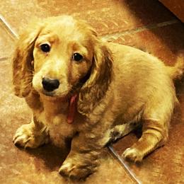 Dachshund Puppies from Barksalot Dachshunds