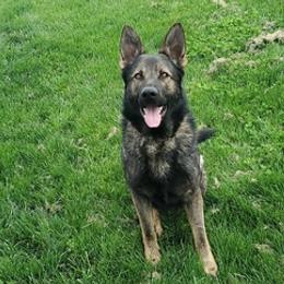 German Shepherds from Winner Shepherds