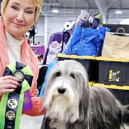 Bearded Collies from Melrose Bearded Collies