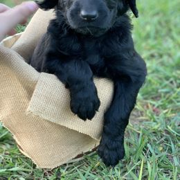 Goldendoodle Puppies from Izzy's Doodles