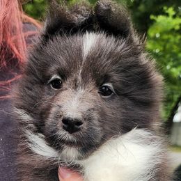 Dora - Black and white female Shetland Sheepdog puppy in Weedsport, New York from M&M Shelties and Smooch-A-Bulls English Bulldogs