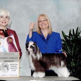 Bentley - Chinese Crested