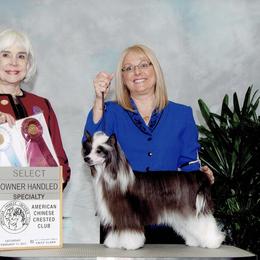 Bentley - Chinese Crested