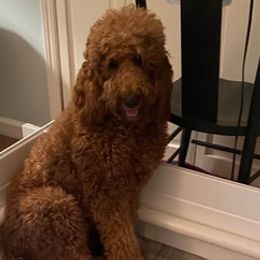 Goldendoodles from Alabama Angel Goldendoodles