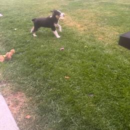 Australian Shepherd All Grown Up from Luna's Australian Shepherd