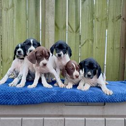 German Shorthaired Pointer puppies from East Coast Bird Dogs