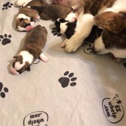 Cardigan Welsh Corgi Puppies from Stornoway Cardigan Welsh Corgis