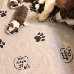 Cardigan Welsh Corgi Puppies from Stornoway Cardigan Welsh Corgis