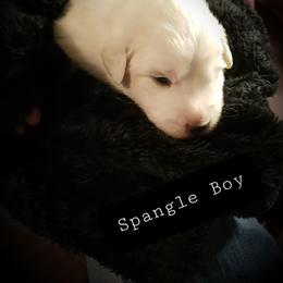 Great Pyrenees Puppies from Rusty Horse Ranch Great Pyrenees