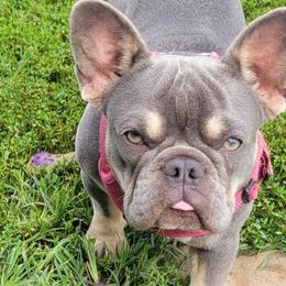 Boston Terriers, Boxers, and French Bulldogs from CC's Boston, Boxer & Frenchie Babies