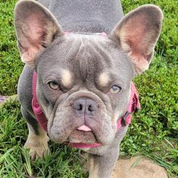 Boston Terriers, Boxers, and French Bulldogs from CC's Boston, Boxer & Frenchie Babies