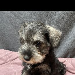 Bernese Mountain Dog and Miniature Schnauzer Puppies from Water Oak Farm