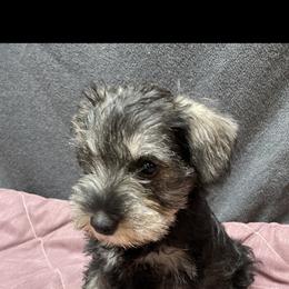 Bernese Mountain Dog and Miniature Schnauzer Puppies from Water Oak Farm