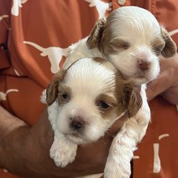 Cavapoo and Shihpoo Puppies from Haus of Doodles