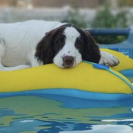 English Springer Spaniels from Elouise Springer Spaniels