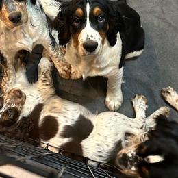 English Springer Spaniels from Colleen Bacon