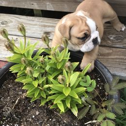 Bulldog and French Bulldog Puppies from English and Frenchie kennels