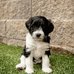 Australian Labradoodle Puppies from Providence Labradoodles