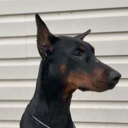 Stella - Doberman Pinscher