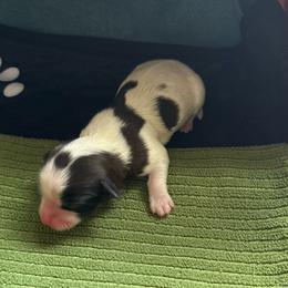 Toby - Black and white male Havanese puppy in Hudson, New York from Havanese of Claverack and Hudson Valley Labradors