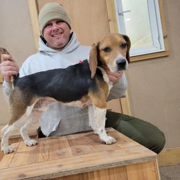 Bruno - Beagle