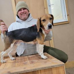 Bruno - Beagle