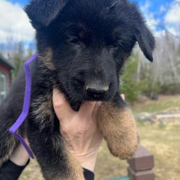 Charli - Black and red female German Shepherd puppy in Winterport, Maine from Vom Stevens Old Fashioned German Shepherds