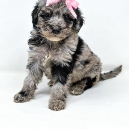 Pickle - Merle female Labradoodle puppy in Davison, Michigan from Dreaming Doodles