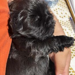 Max - Black male Shih Tzu puppy in Azusa, California from RJ Shih Tzu lover
