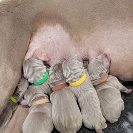 Weimaraner Puppies from Split Rock Weimaraners