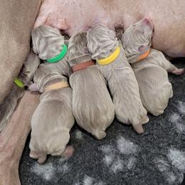 Weimaraner Puppies from Split Rock Weimaraners