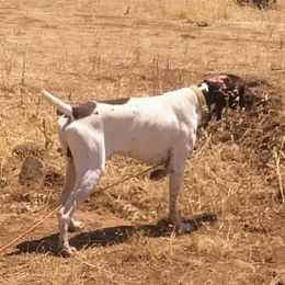 "Boston" - German Shorthaired Pointer
