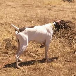 "Boston" - German Shorthaired Pointer