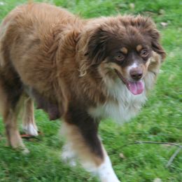 Rojo - Miniature Australian Shepherd