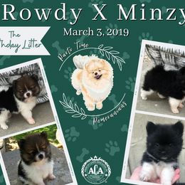 Pomeranian Puppies from Parti Time Pomeranians (Bridget Gudgell Pomeranians)