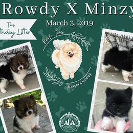 Pomeranian Puppies from Parti Time Pomeranians (Bridget Gudgell Pomeranians)