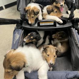 Collie Puppies from Jolly Collies