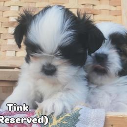 Tinkerbell - Brindle and white female Shih Tzu puppy in Jasper, Georgia from Tiny Bubbles Shih Tzus