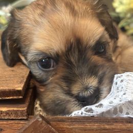 HONEY - Tri-color female Coton de Tulear puppy in Freeport, Texas from H❤️PE COTONS