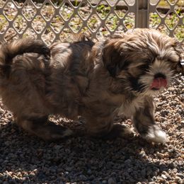 Pearl - Grizzle female Lhasa Apso puppy in Waterford, Connecticut from Floofie Butts