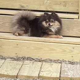 Ladybug - Pomeranian