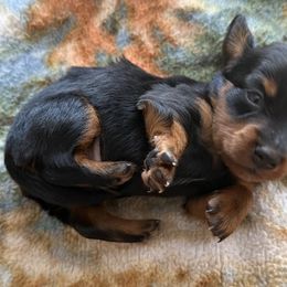 Koda - Black and tan male Dachshund puppy in Vero Beach, Florida from Holly’s Mini Weenies