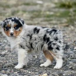 Paris - Blue merle female Australian Shepherd puppy in Prineville, Oregon from KC’s Aussies