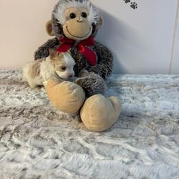Bree - Parti female Yorkshire Terrier puppy in Dierks, Arkansas from Yorkie’s Klassie Kreations