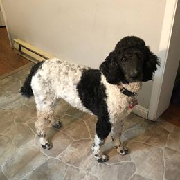 Dilute Retrievers, Labradoodles, and Poodles from Broadhead Kennels