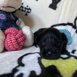 Kuromi - Black female Miniature Schnauzer puppy in San Diego, California from KMS-Miniature Schnauzers