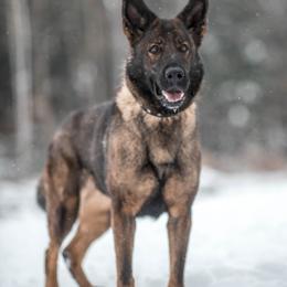 Mikki - Sable female German Shepherd puppy in Berwick, Maine from Vom Rindahaus Shepherds