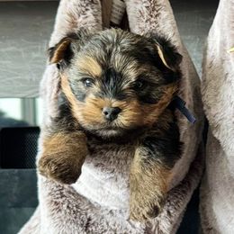 Macchiato - Black and tan male Yorkshire Terrier puppy in Columbus, Ohio from Elaine’s Yorkies